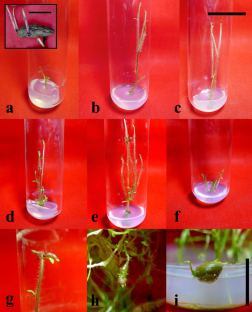 meta-Topolin-induced in vitro propagation, field evaluation, flow cytometry and molecular marker-based genetic stability assessment of potato cv. Badami alu