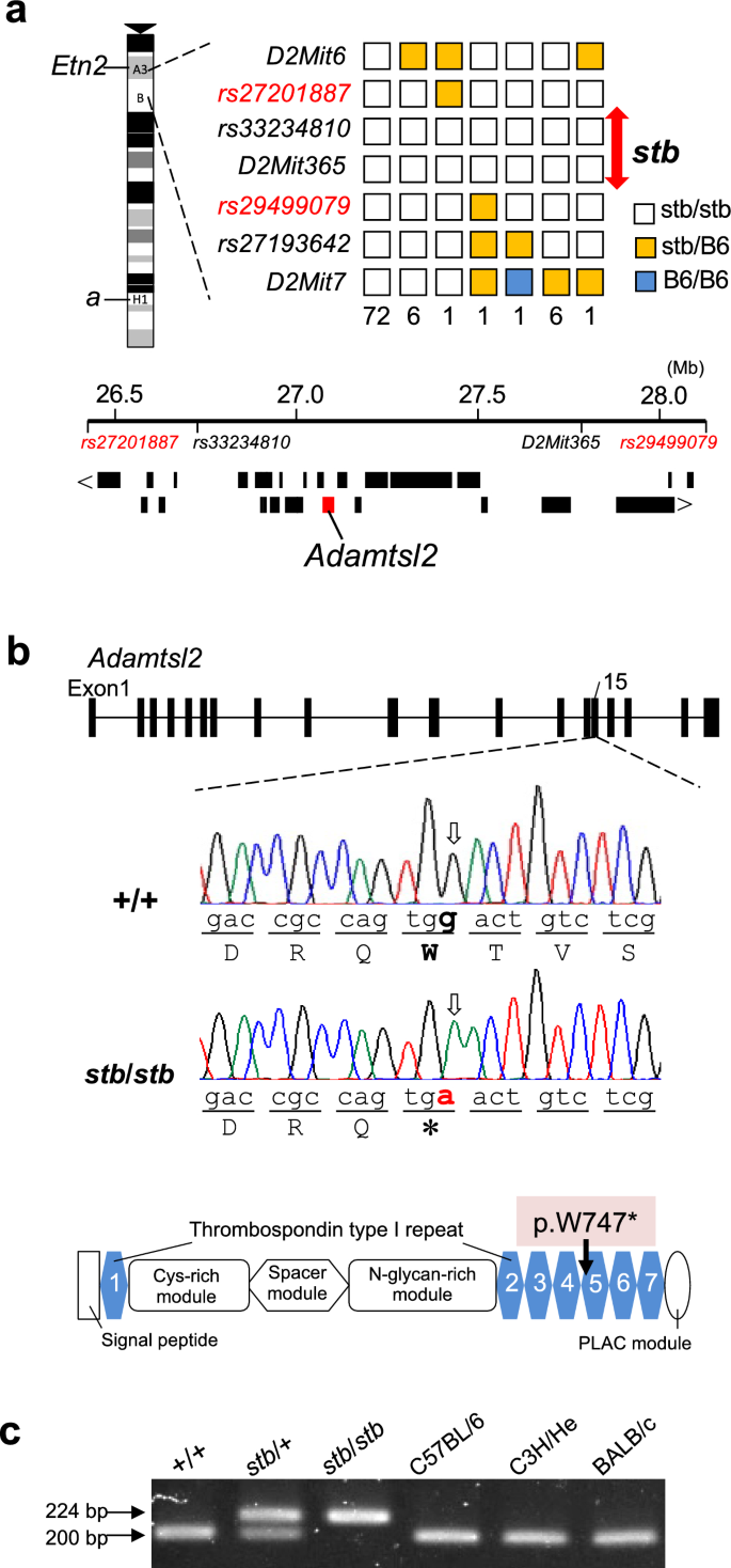 A nonsense mutation in mouse Adamtsl2 causes uterine hypoplasia and an irregular estrous cycle.