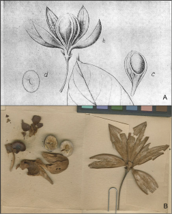 The nomenclature of the Catostemma clade (Malvaceae/Bombacoideae/Adansonieae)