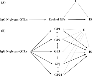 Unravelling the genetic causality of immunoglobulin G N-glycans in ischemic stroke.