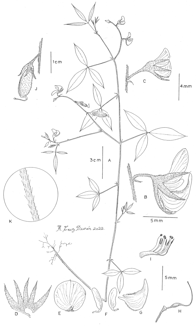 Crotalaria heteromorpha (Leguminosae, Papilionoideae), a new species of the trifoliolate crotalarias group from the state of Guerrero, Mexico