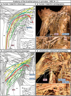 Morphological significance of the medial brachial cutaneous nerve: An anatomical study of the brachial plexus in primates.