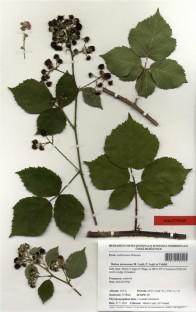 Rubus atroroseus (Rosaceae), a new species of the section Corylifolii from the Czech Republic