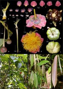 Camellia phuongchiana (Theaceae, section Piquetia), a new species from Lam Dong Province, southern Vietnam