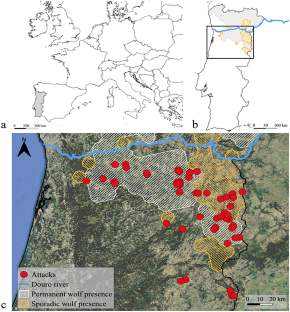 Environmental field conditions and sampling effort affect the molecular identification success of livestock predators