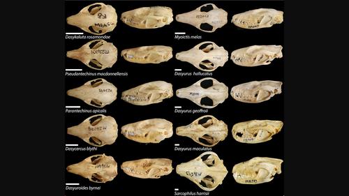 More than one way to eat a mouse: Skull shape variation within a monophyletic group of mammals (Marsupialia; Dasyurinae)