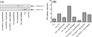 Nitric oxide-cyclic GMP role in Ang II induced hyperpolarization in bovine aortic endothelium cell line (BAE-1)