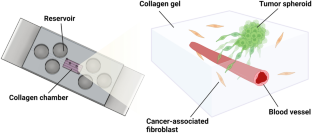 Development of Tumor-Vasculature Interaction on Chip Mimicking Vessel Co-Option of Glioblastoma