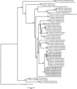 A new species of Lobothallia (Megasporaceae, Pertusariales, Ascomycota) from Pakistan