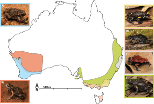 Alkaloid-based chemical defenses and diet in six species of Australian poison frogs in the genus Pseudophryne (Myobatrachidae)