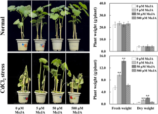 Exogenous methyl jasmonate (MeJA) enhances the tolerance to cadmium (Cd) stress of okra (Abelmoschus esculentus L.) plants