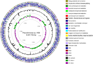 Cold-adaptive traits identified by comparative genomic analysis of a lipase-producing Pseudomonas sp. HS6 isolated from snow-covered soil of Sikkim Himalaya and molecular simulation of lipase for wide substrate specificity