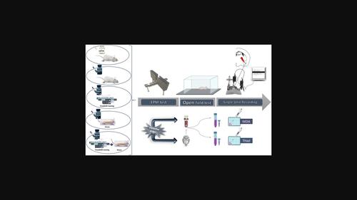 Effects of treadmill exercise and chronic stress on anxiety-like behavior, neuronal activity, and oxidative stress in basolateral amygdala in morphine-treated rats.