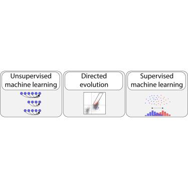 Simplifying complex antibody engineering using machine learning.