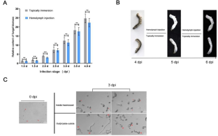 Comparative transcriptome analysis to unveil genes affecting the host cuticle destruction in Metarhizium rileyi.