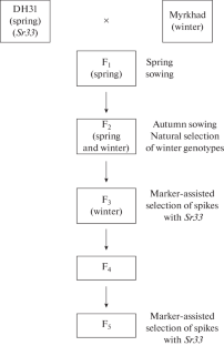 Development of Winter Common Wheat Lines with the Stem Rust Resistance Gene Sr33