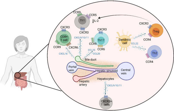 Challenges and opportunities in achieving effective regulatory T cell therapy in autoimmune liver disease