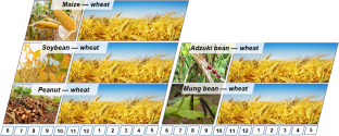 Legume-based rotation enhances subsequent wheat yield and maintains soil carbon storage