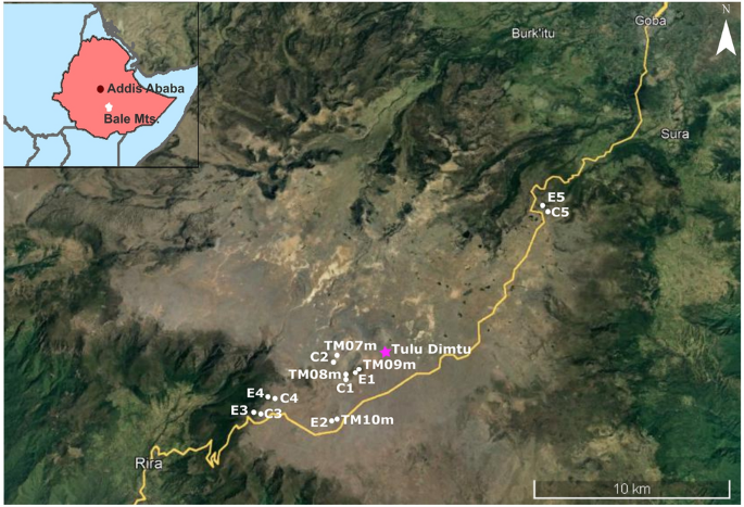 Factors determining the distribution of Erica patches on the Sanetti Plateau, Bale Mountains, Ethiopia