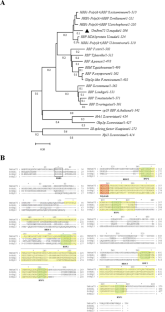 The serine-arginine (SR) protein UmRrm75 from Ustilago maydis is a functional ortholog of yeast ScHrb1.