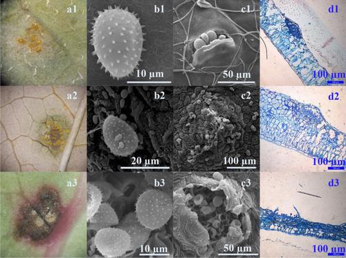 Pucciniastrum minimum is the causal agent of blueberry leaf rust on different Vaccinium species in Hawke’s Bay, New Zealand