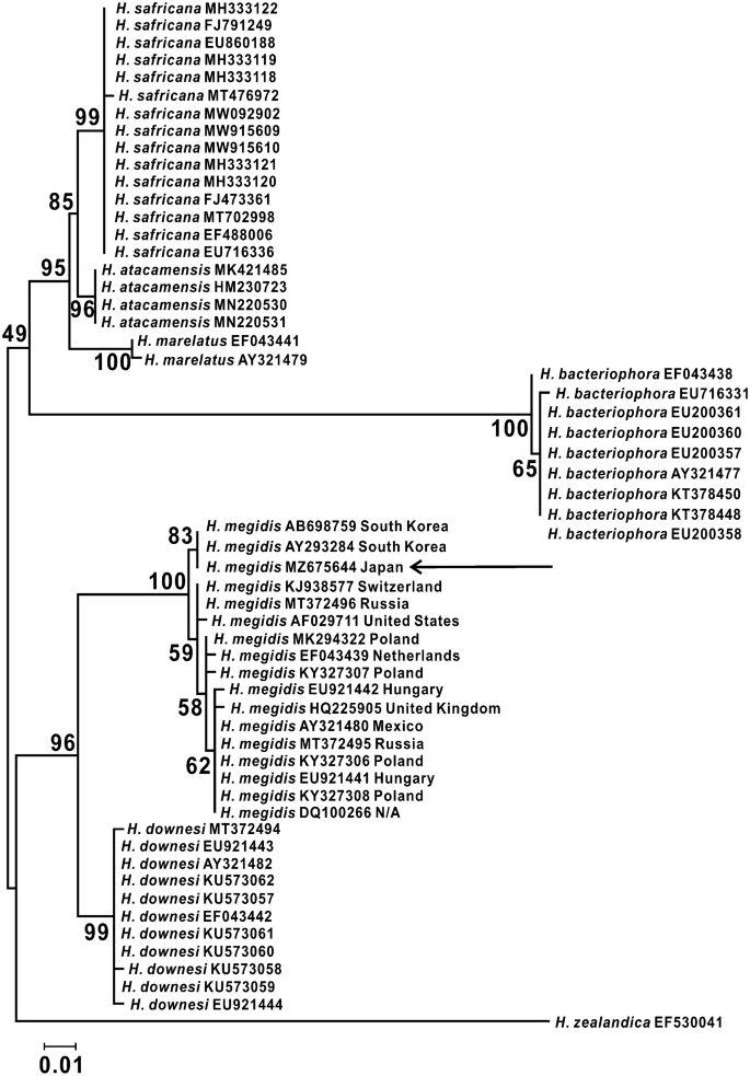 Insecticidal effect of the entomopathogenic nematode Heterorhabditis megidis (Nematoda: Heterorhabditidae) baited from the soil on the larvae of Monochamus alternatus (Coleoptera: Cerambycidae)