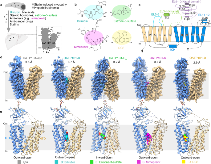 Cryo-EM structures of human organic anion transporting polypeptide OATP1B1