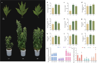 Effects of phosphorus stress on the growth and secondary metabolism of Artemisia argyi.