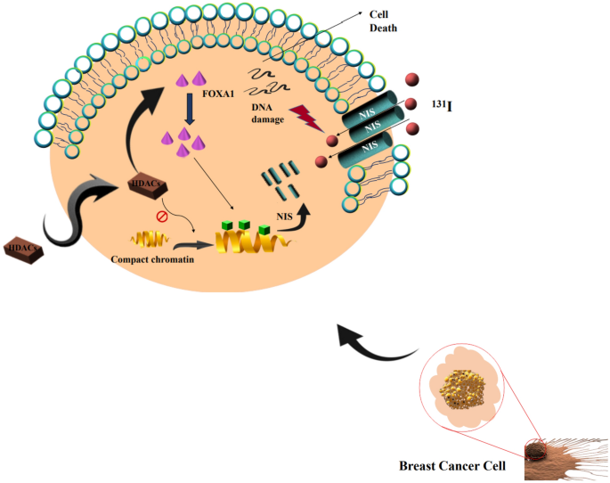 The sodium iodide symporter (NIS) as theranostic gene: potential role in pre-clinical therapy of extra-thyroidal malignancies