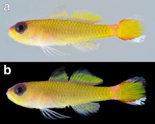 Trimma albicaudatum, a new species of pygmygoby from Sagami Bay, Honshu, Japan (Teleostei: Gobiidae: Gobiinae)