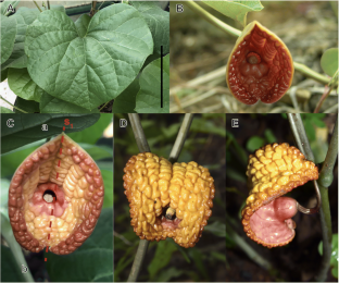 A morphological study of Aristolochia holostylis (Aristolochiaceae) reveals the presence of a new species