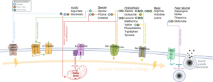 Amino acid-stimulated insulin secretion: a path forward in type 2 diabetes