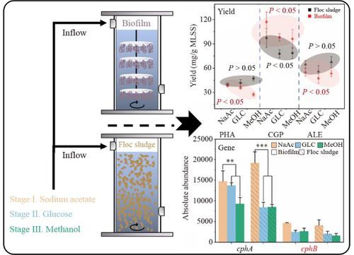 Recovery of cyanophycin granule polypeptide from activated sludge: carbon source dependence and aggregation-induced luminescence characteristics