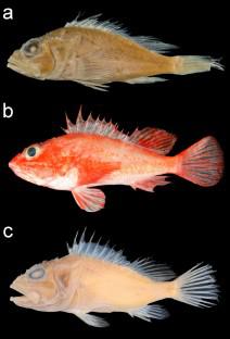 Taxonomic review of the Neomerinthe bucephalus species group (Teleostei: Scorpaenidae), with description of a new species from Vanuatu