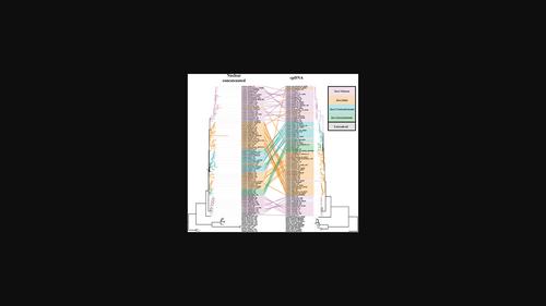 New insights into infrageneric relationships of <i>Lonicera</i> (Caprifoliaceae) as revealed by nuclear ribosomal DNA cistron data and plastid phylogenomics