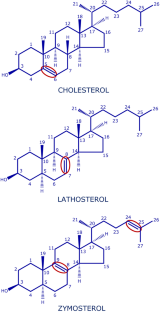 Role of Cholesterol and its Biosynthetic Precursors on Membrane Organization and Dynamics: A Fluorescence Approach.