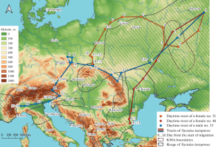 Autumn Migration of Greater Noctule Bat (Nyctalus Lasiopterus): through Countries and over Mountains to a New Migration Flight Record in Bats.