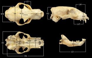 Growing apart: comparative cranial ontogeny in the myrmecophagous aardwolf (Proteles cristata) and the bone-cracking spotted hyaena (Crocuta crocuta)