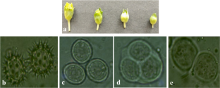 In vitro double haploid production through anther culture in niger (Guizotia abyssinica L.F. Cass)