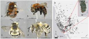 Scientific note: First mainland records of an unusual island bee (Anthophora urbana clementina) highlight the value of community science for adventive species detection and monitoring