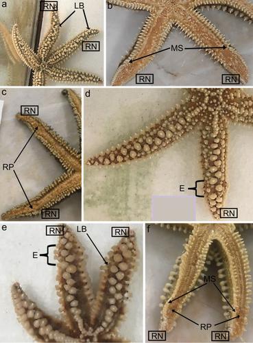 Regeneration of starfish radial nerve cord restores animal mobility and unveils a new coelomocyte population.