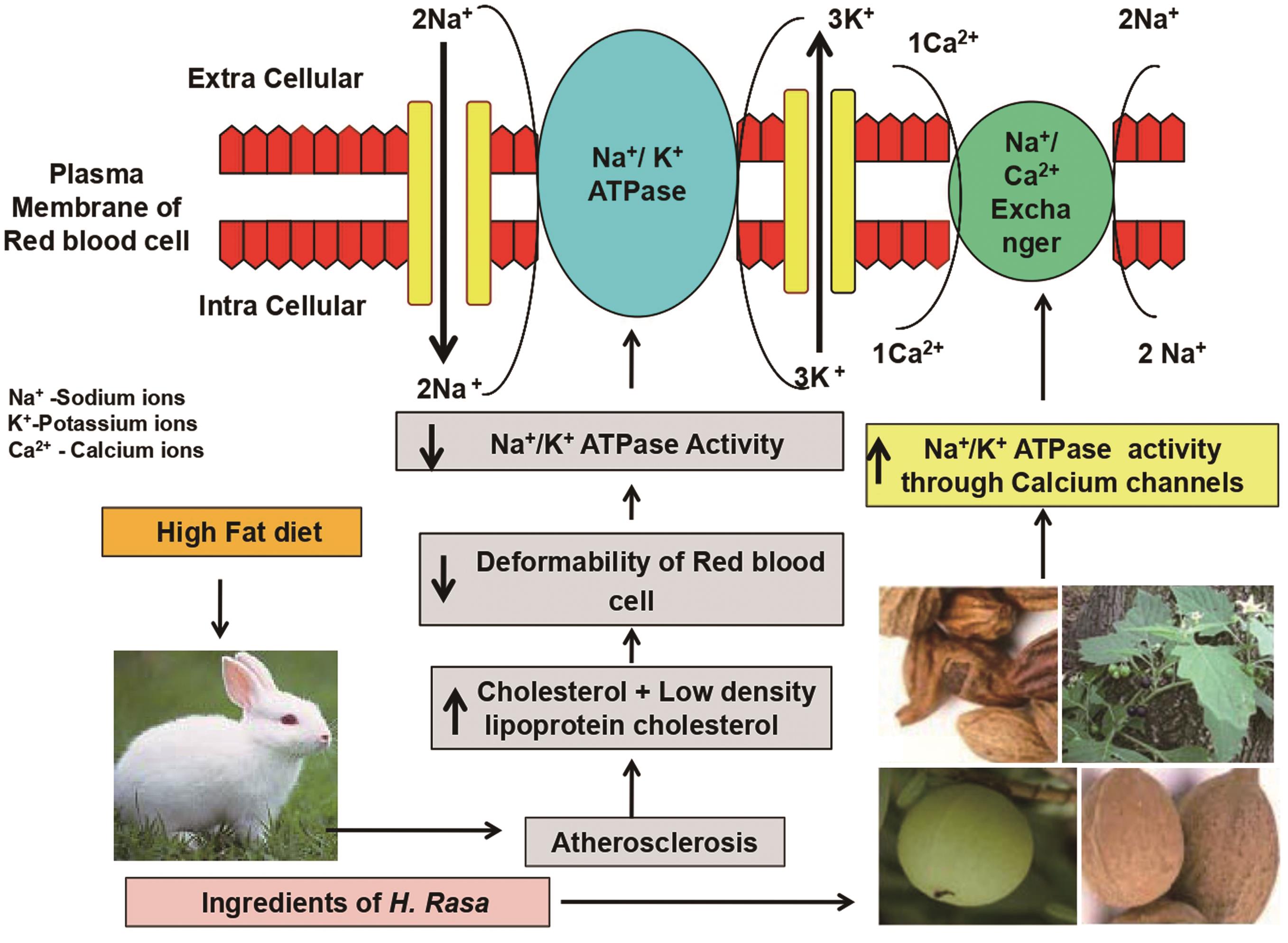 Role of Hridayarnava Rasa on Erythrocyte Membrane Stabilization via Na+/K+ ATPase Activity in Atherosclerosis-induced Rabbits