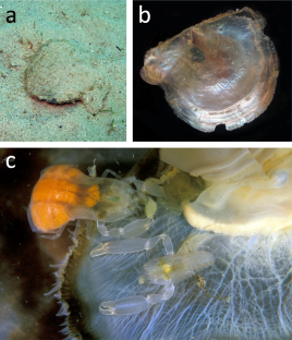 Mating system of the symbiotic shrimp Chernocaris placunae (Decapoda: Palaemonidae) in Vietnam: social monogamy and differences between two sites with contrasting environmental conditions