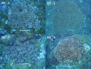 Protogynous sexuality and gonad structures in the coral-dwelling goby Pleurosicya mossambica