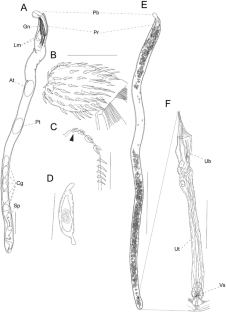 Morphological and molecular characterization of a new species of the genus Echinorhynchus Zoega in Müller, 1776 (Acanthocephala: Echinorhynchidae) parasitizing the rock greenling Hexagrammos lagocephalus (Pallas) (Scorpaeniformes: Hexagrammidae) from eastern Hokkaido, Japan.