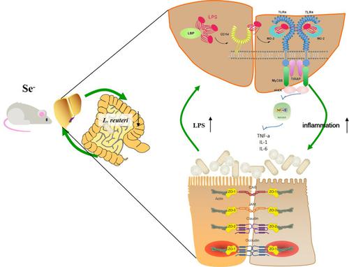 Gut microbiota contribution to selenium deficiency-induced gut–liver inflammation