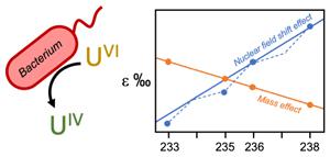 Contribution of the nuclear field shift to kinetic uranium isotope fractionation