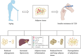 Aging adipose tissue, insulin resistance, and type 2 diabetes.