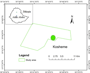 Migration of a harem in search of a new leader following the loss of the former adult male leader from a one-male unit of geladas (Theropithecus gelada).