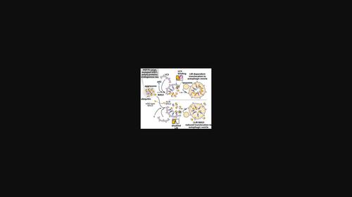 Co-chaperone BAG3 enters autophagic pathway via its interaction with microtubule associated protein 1 light chain 3 beta.